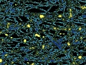 462-115+20o.jpg